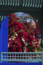 Majorelle Garden, botany, bougainvillea, flora, plant, botany, tropical, climate, architecture,