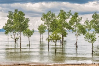 Trees in the water on a flooded stretch of beach on the island of Koh Yao Noi, water level, climate