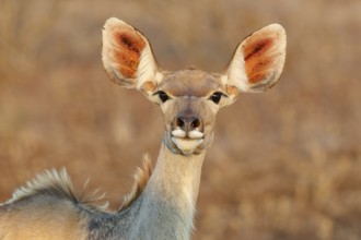 Greater kudu (Tragelaphus strepsiceros), adult female looking at camera, alert, head close-up,