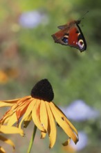 A european peacock (Inachis io) flies over a yellow flower, coneflower (Rudbeckia fulgida), in a