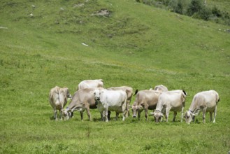 Allgäu Brown Swiss cattle in Rappenalptal near Oberstdorf, Allgäu, Bavaria, Germany, Europe