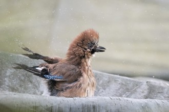 A jay (Garrulus glandarius) enjoying a bath, water splashing around it, Hesse, Germany, Europe