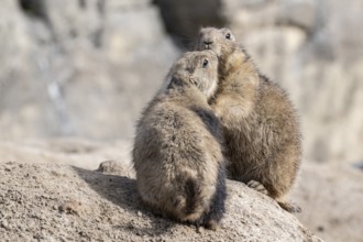 Prairie dogs (Cynomys ludovicianus), Emmen Zoo, Netherlands