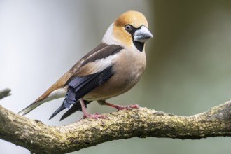 Hawfinch (Coccothraustes coccothraustes), Emsland, Lower Saxony, Germany, Europe