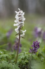 Hollow larkspur (Corydalis cava), Bad Iburg, Lower Saxony, Germany, Europe