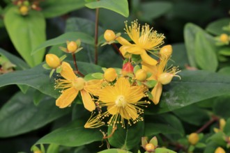 Sweet-amber (Hypericum androsaemum), flower, flowering, Germany, Europe