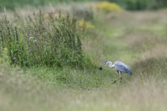 Grey heron (Ardea cinerea) with vole prey, Emsland, Lower Saxony, Germany, Europe