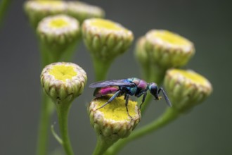 Golden wasp (Hedychrum rutilans), Emsland, Lower Saxony, Germany, Europe