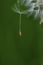 Common dandelion (Taraxacum) in detail, Mindelheim, Bavaria, Germany, Europe