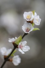 Japanese almond cherry (Prunus tomentosa), Emsland, Lower Saxony, Germany, Europe