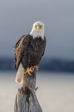 Bald eagle, Haliaeetus leucocephalus, sitting, adult, winter, Homer, Alaska, USA, North America