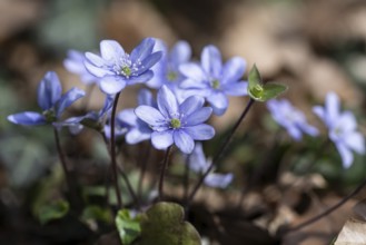 Liverwort (Hepatica nobilis), North Rhine-Westphalia, Germany, Europe