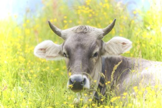 Allgäu Brown Swiss, (Bos primigenius taurus), Allgäu, Bavaria, Germany, Europe