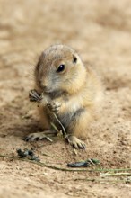 Black-tailed prairie dog (Cynomys ludovicianus), feeding young, North America