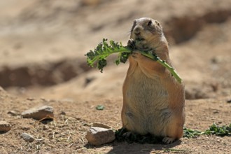 Black-tailed prairie dog (Cynomys ludovicianus), adult, feeding, standing upright, Sonoran Desert,