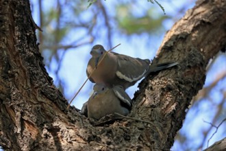 White-winged dove (Zenaida asiatica), adult, pair, mating, on tree, with nesting material, Sonora