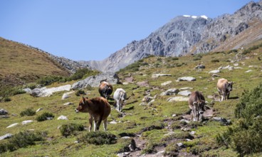 Cows, Keldike Valley on the way to the Ala Kul Pass, Tien Shan Mountains, Kyrgyzstan, Asia