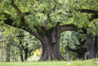 Striking tree in Rosensteinpark, Stuttgart, Baden-Württemberg, Germany, Europe