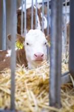 Young calf looks curiously through bars in the stable area, Haselstaller Hof, Gechingen, Black