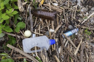 Symbolic image Environmental pollution, plastic waste, rubbish, flotsam from a flood on the Neckar