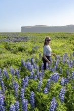 Young woman between blooming lupines, Icelandic landscape, Iceland, Europe