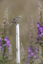 Tree pipit (Anthus trivialis) sitting on a pasture fence between willowherbs (Epilobium