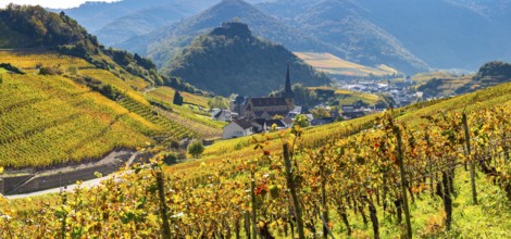 Vineyards in autumn, Mayschoß, Ahr valley, red wine of the Pinot Noir and Portugieser grape is