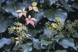 Wild Vine (Parthenocissus quinquefolia) in autumn leaves in front of ivy (Hedera helix), Speyer,