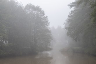 Alder trees (Alnus glutinosa) at a body of water in fog, Emsland, Lower Saxony, Germany, Europe