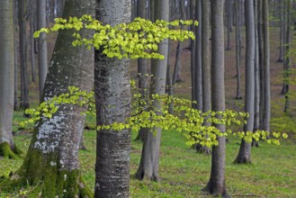 Tree trunks of European beech trees and twigs with fresh budding leaves in broadleaved forest in