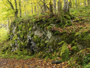 Rocky outcrop of Basalt rocks, near the Schwartzbach, with moss covered boulders and autumn colour.