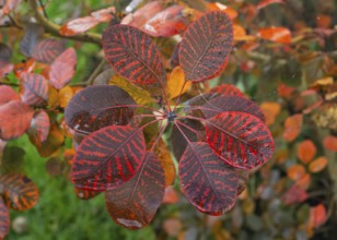 Eurasian Smoke Tree (Cotinus coggygria), or Wig Bush, in garden, leaves in autumn color, Hesse,