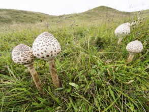 Brown Parasol fungus (Chlorophyllum brunneum), growing amongst the sand dunes, a wide angle view of