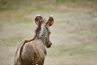 Young Grévy's zebra (Equus grevyi), captive, Germany, Europe