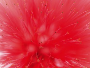 Macro photograph of a flower of the red powder puff (Calliandra tweedii)