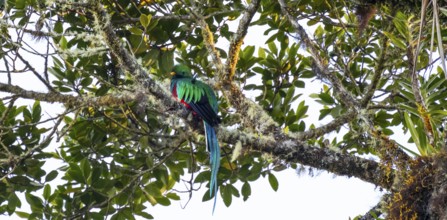 Resplendent quetzals (Pharomachrus mocinno) sitting on a tree in the cloud forest, Parque Nacional