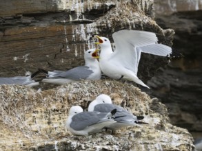 Black-legged kittiwake (Rissa tridactyla), greeting ceremony of pair at nest in breeding colony, on