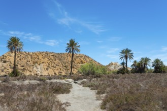 Natural scenery with several palm trees, desert vegetation and a path under a clear blue sky, Oasis