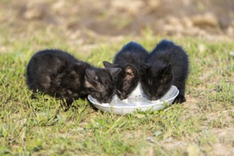 Domestic cat, 8-week-old kitten, Vulkaneifel, Rhineland-Palatinate, Germany, Europe