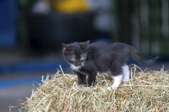 Domestic cat, 8-week-old kitten, Vulkaneifel, Rhineland-Palatinate, Germany, Europe