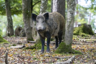 Wild boar (Sus scrofa), boar, Vulkaneifel, Rhineland-Palatinate, Germany, Europe