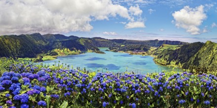 Bright sunshine over blue hortensias (Hydrangea) in front of the crater lake Lagoa Azul with