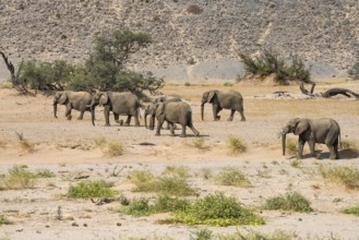 Desert elephants (Loxodonta africana) in the Huab dry river, Damaraland, Kunene region, Namibia,