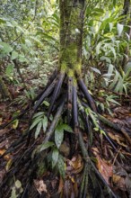 Roots of a stilt palm (Socratea exorrhiza), in the tropical rainforest, Laguna de Hule, Refugio