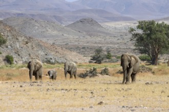 Desert elephants (Loxodonta africana) in the Huab dry river, Damaraland, Kunene region, Namibia,