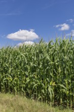 Symbolic image, renewable energies, maize plants, field, biogas plant, feed maize, immature,