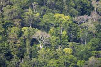 Treetops, dense rainforest with trees, Osa Peninsula, Puntarena Province, Costa Rica, Central