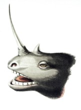 The head of a rhinoceros with overgrown horn, thought to be a unicorn, 1822, Litho by Clark after