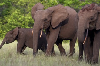 African forest elephants (Loxodonta cyclotis) in a clearing in Loango National Park, Parc National