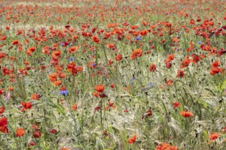 Poppy flower (Papaver rhoeas) in a grain field, Mecklenburg-Western Pomerania, Germany, Europe